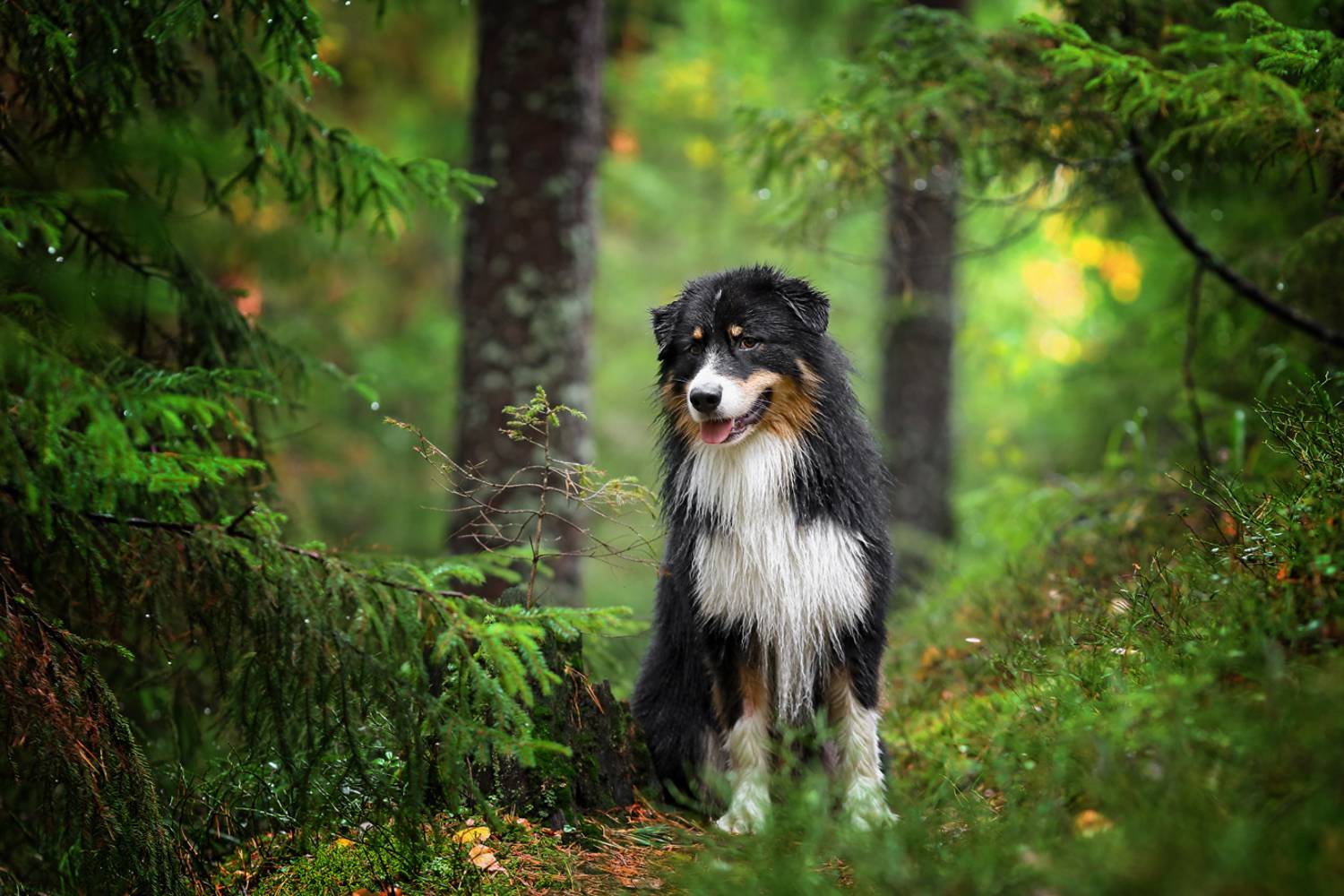 , Андрей Ершов