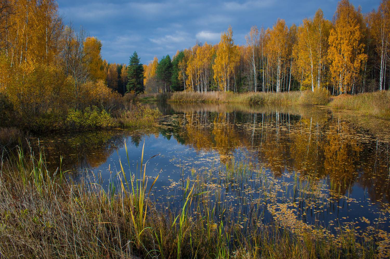 , Хвойнова Елена