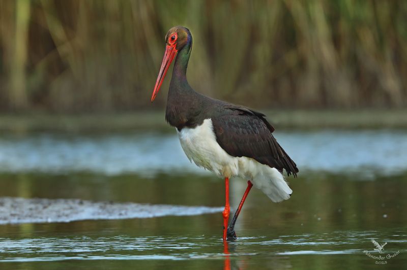 чёрный аист В гордом одиночестве. фото превью