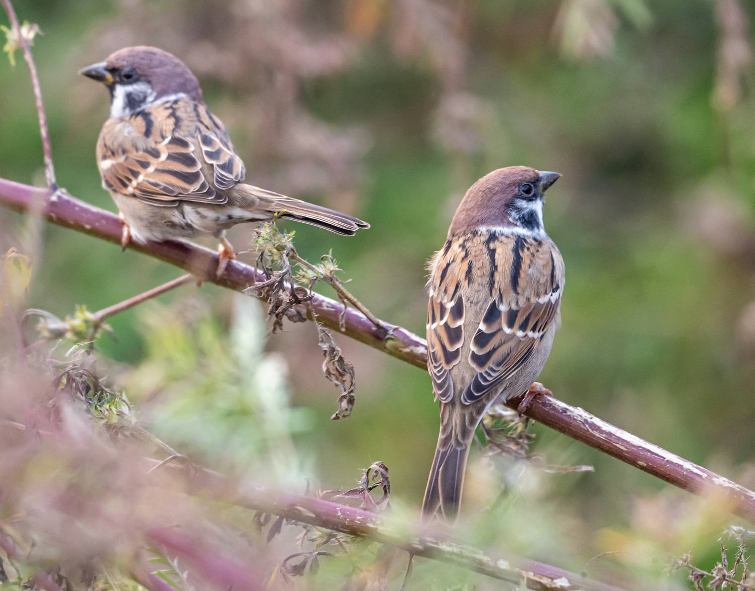 птицы, кисловодск, воробьи, Савчук Сергей