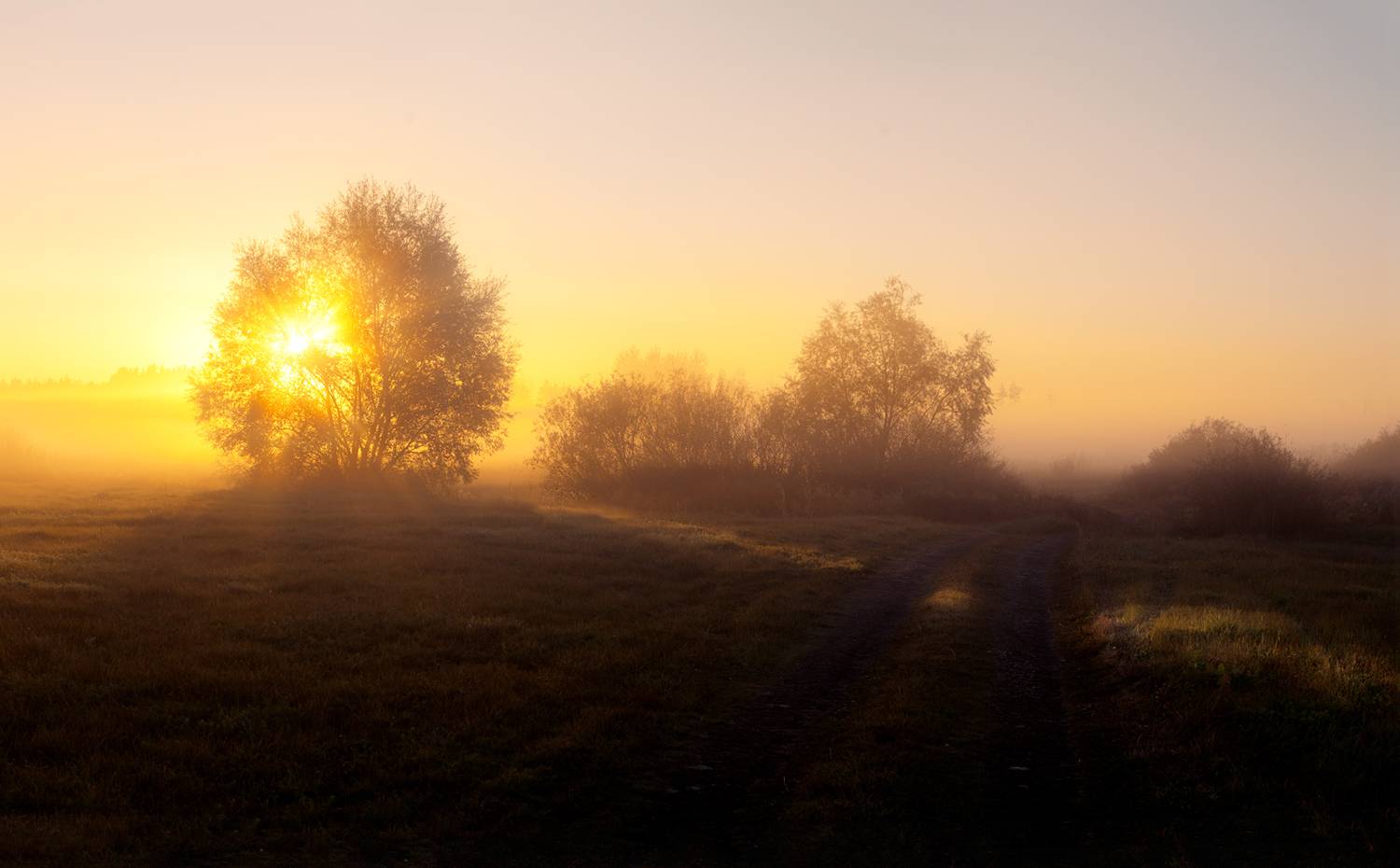воронеж, боровое, туман, рассвет, золотой час, пейзаж, воронежская область, сентябрь, Рукин Иван