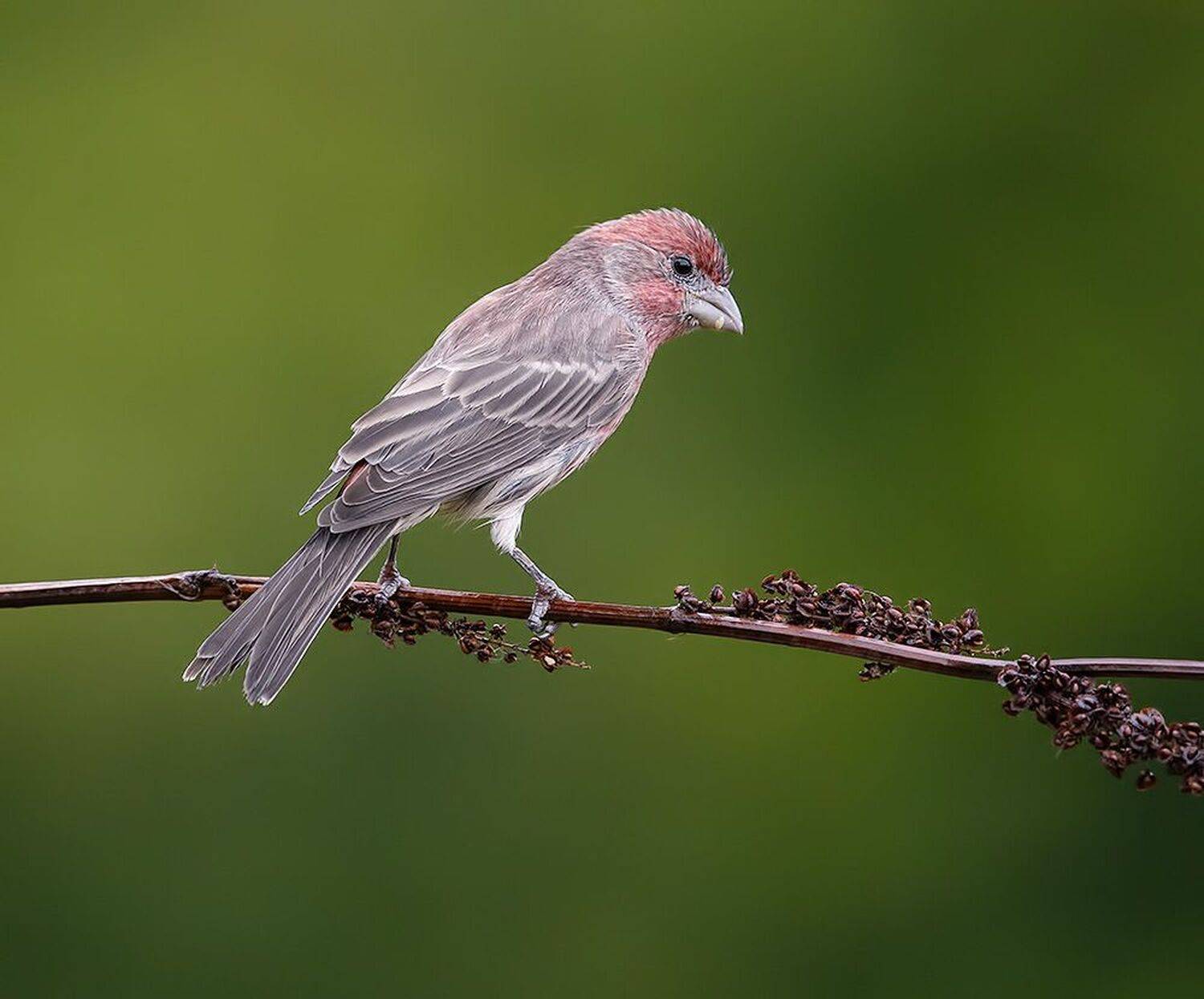 мексиканская чечевица, house finch,  finch, чечевица, Etkind Elizabeth