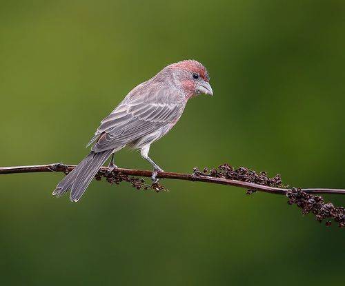 House finch, male - Мексиканская Чечевица