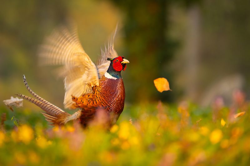 Pheasant фото превью