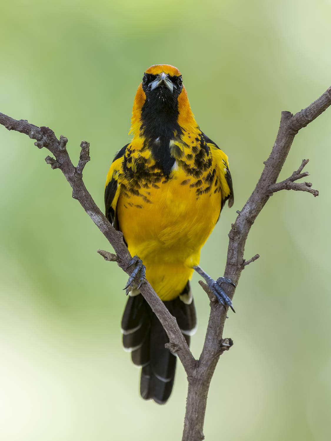 , Burgalin Sequeira Fernando