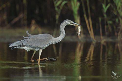 Есть закуска.