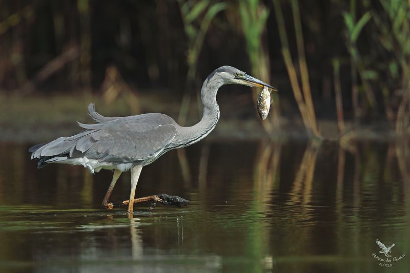 серая цапля. Есть закуска. фото превью