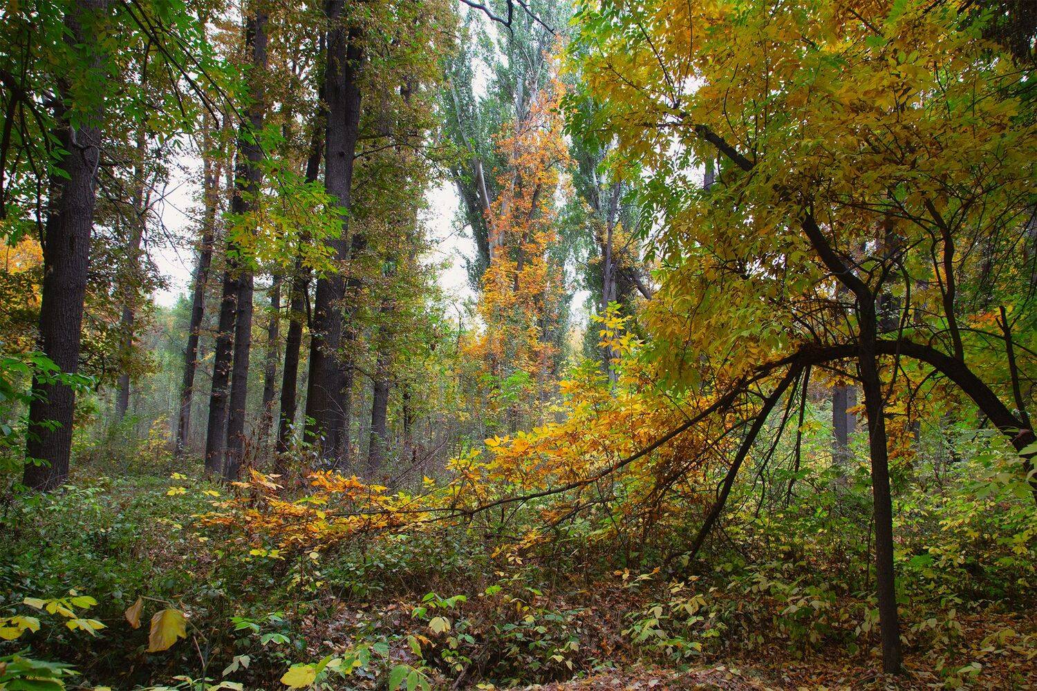 кыргызстан, Элина Магалимова