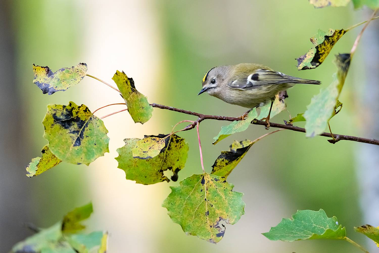 , Александр Абросимов