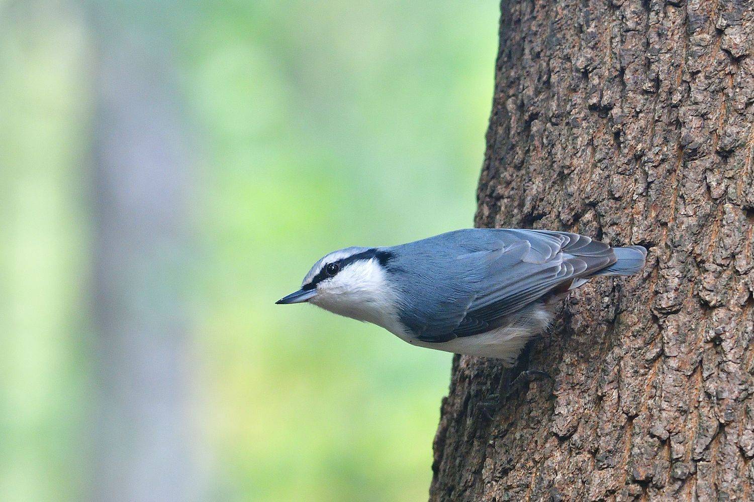 , Корнейчук Игорь