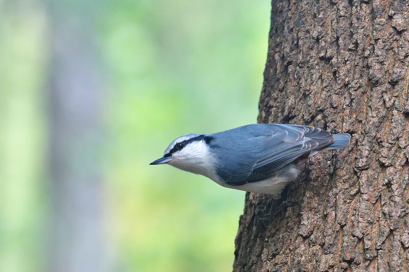 Sitta europaea.. фото превью