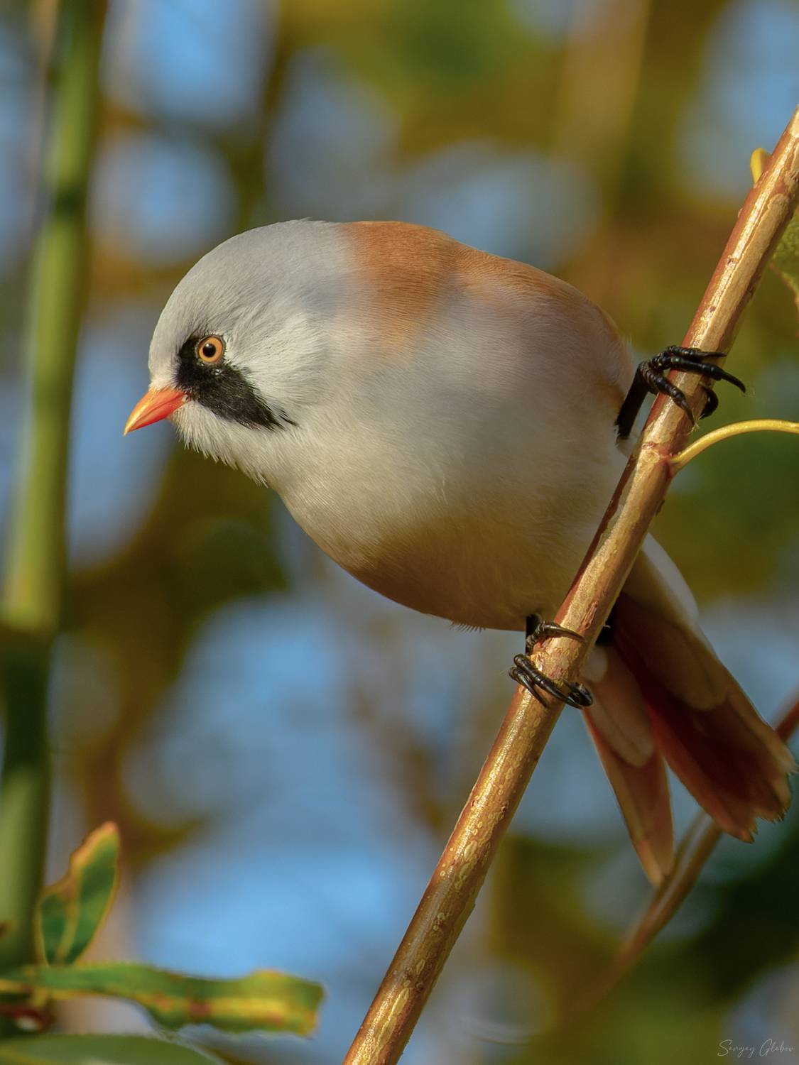 усатая синица, птицы, пернатые, Сергей Глебов