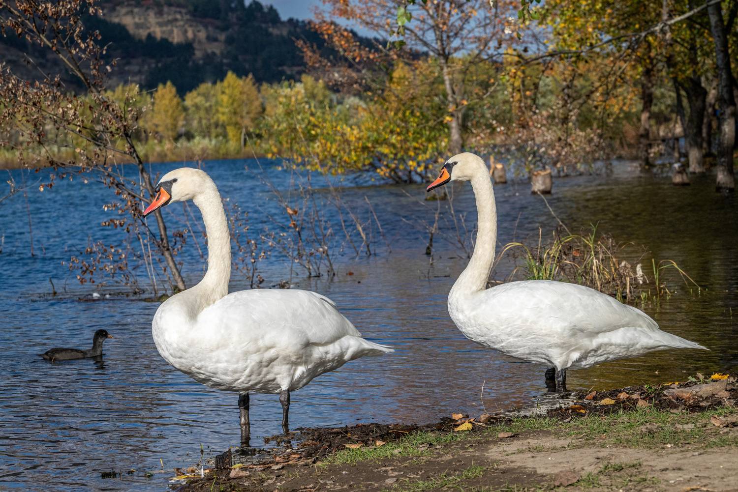 птицы, кисловодск, осень, лебеди-шипуны, лебеди, Савчук Сергей