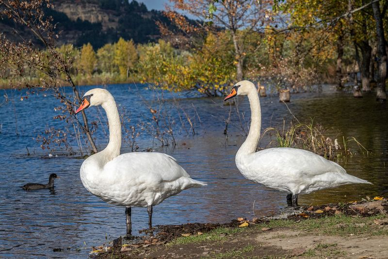 птицы, кисловодск, осень, лебеди-шипуны, лебеди Лебеди-шипуны фото превью