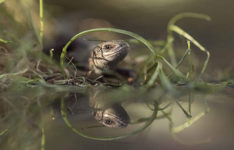 ... фото превью