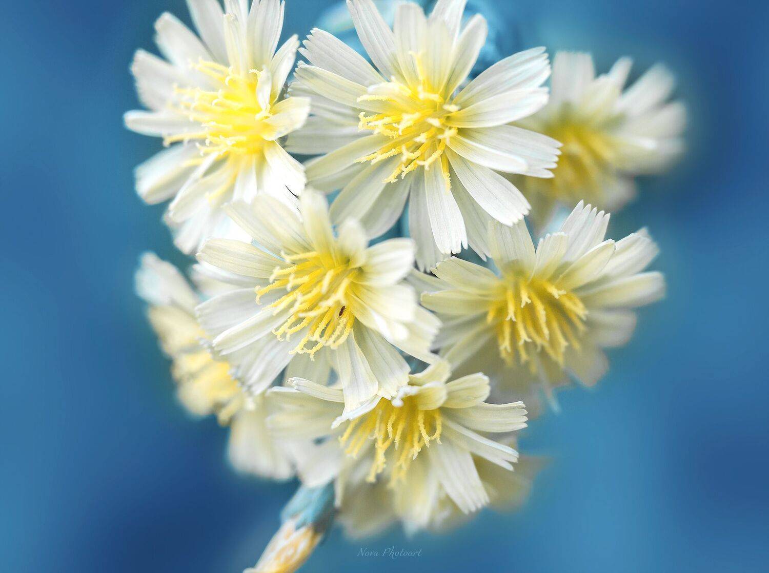 цветок, цветы, макро, Svetlana Smirnova