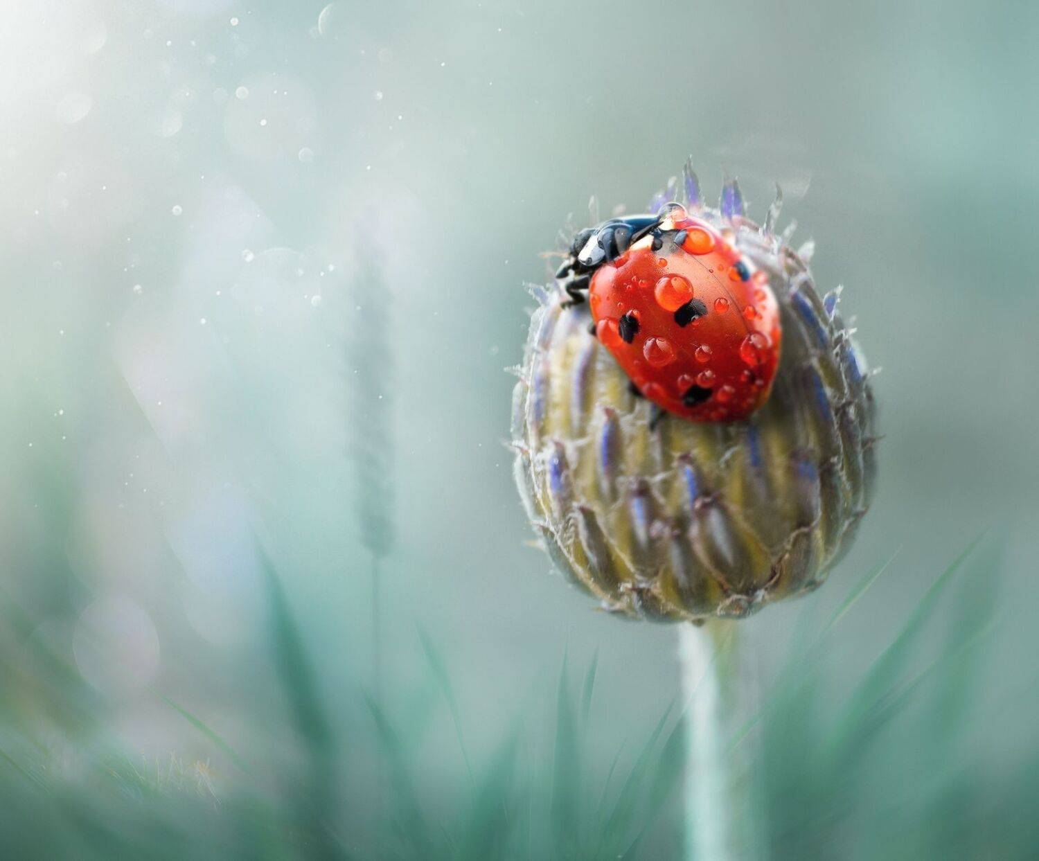 макрофотография, macro, макромир, макросъёмка, фотоприроды, nature, артфото, фотомакро, боке, мануальнаяоптика, макро, макрофото, макросъемка, красота, божьякоровка, Svetlana Smirnova