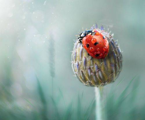 Наблюдатель