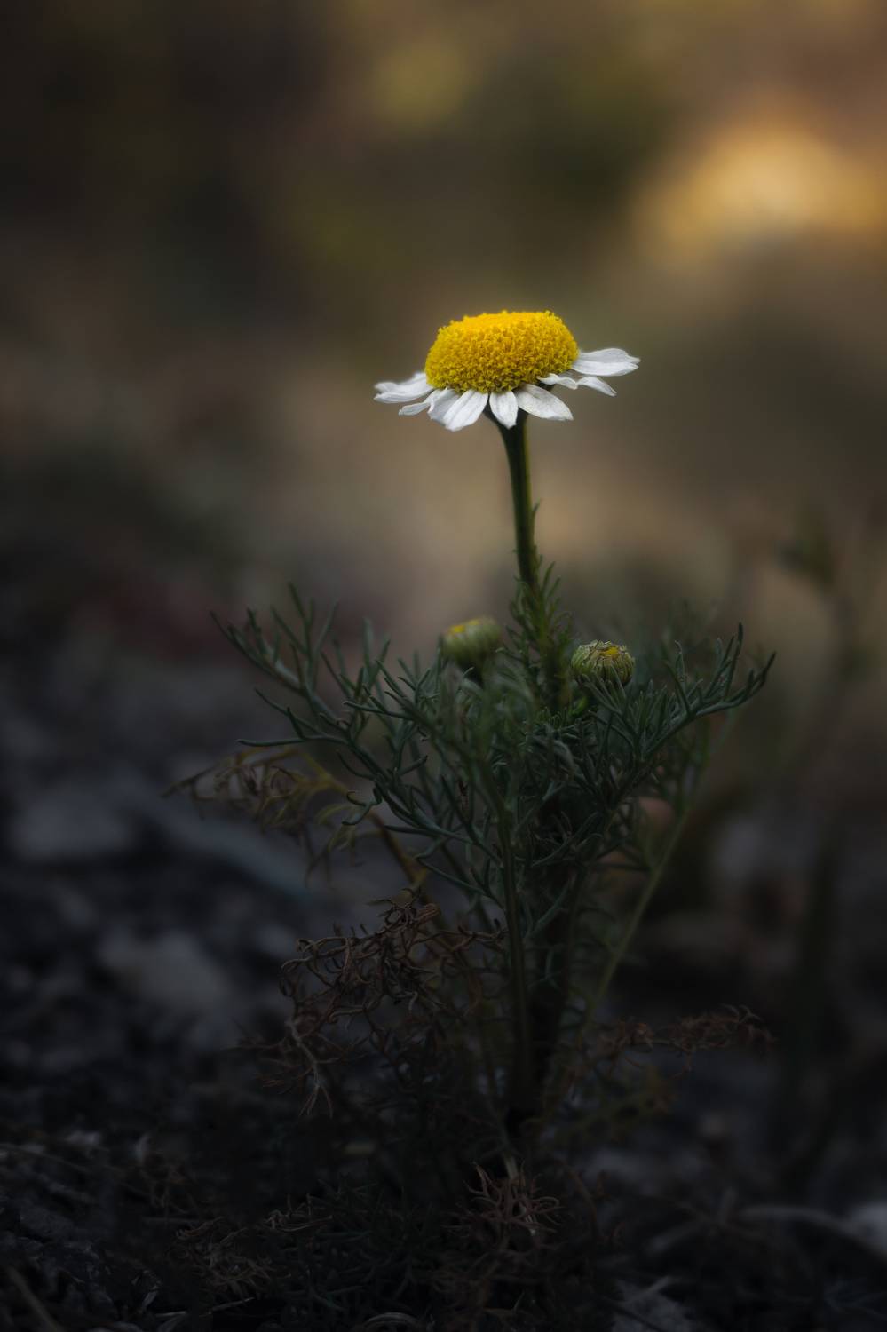 , Еремеев Дмитрий
