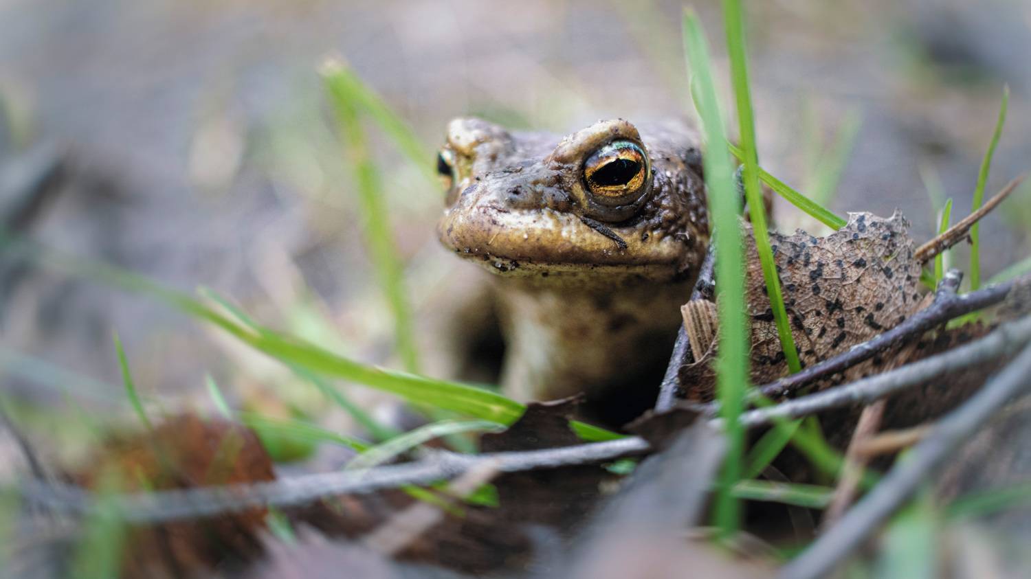 лягушка, лес, Валерий Вождаев