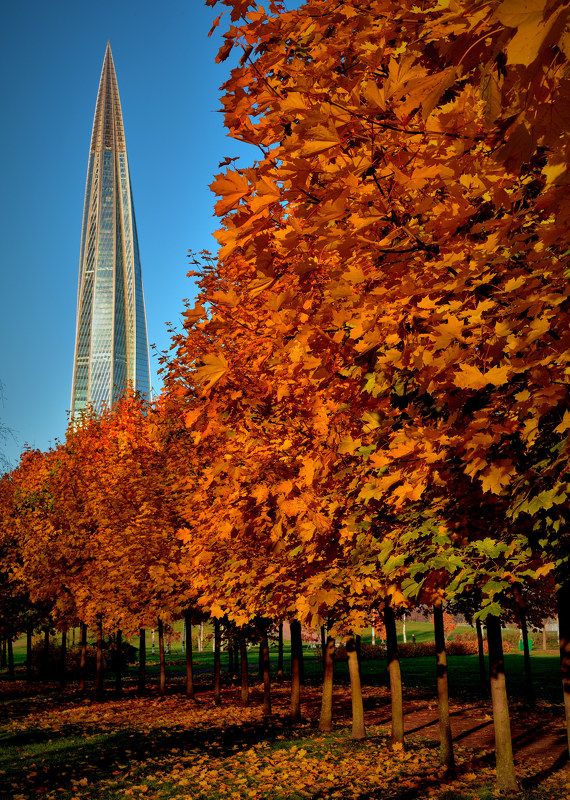 санкт-петербург, лахта центр, осень, клёны, парк, Золотая осень в Лахте фото превью