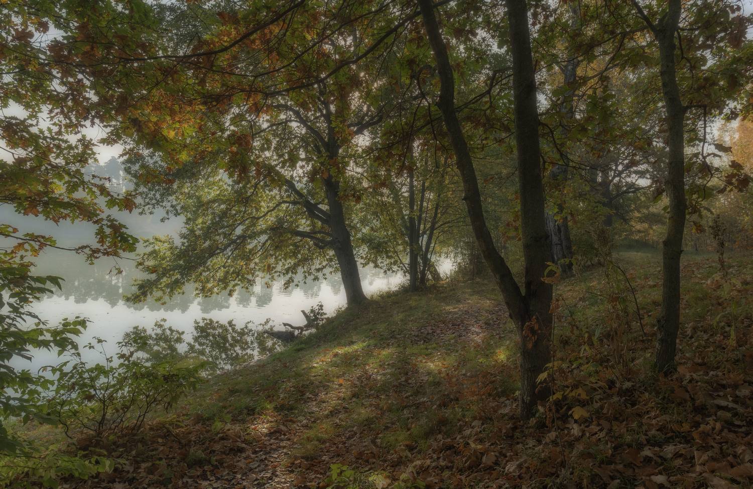 осень утро, Olga Bonina