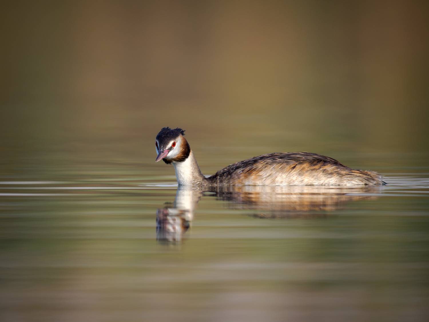 птица, фотоохота, чомга, природа, фауна, Vladimir Kulikov