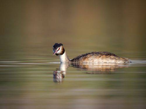 Great crested grebe