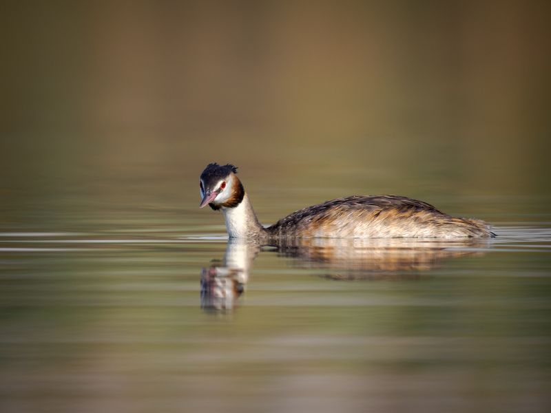 Great crested grebe фото превью