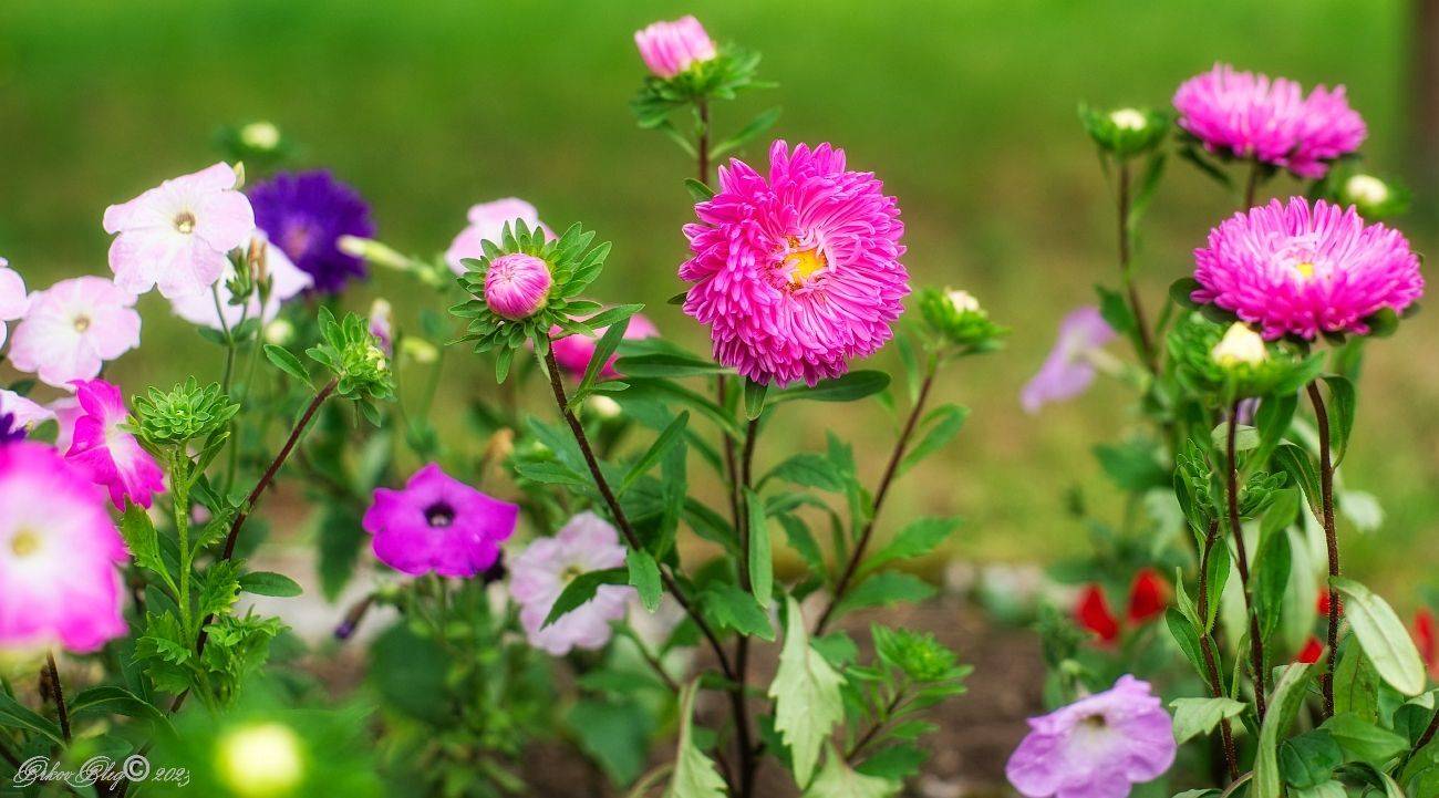 , Орлов Олег