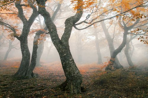 Осенний вальс