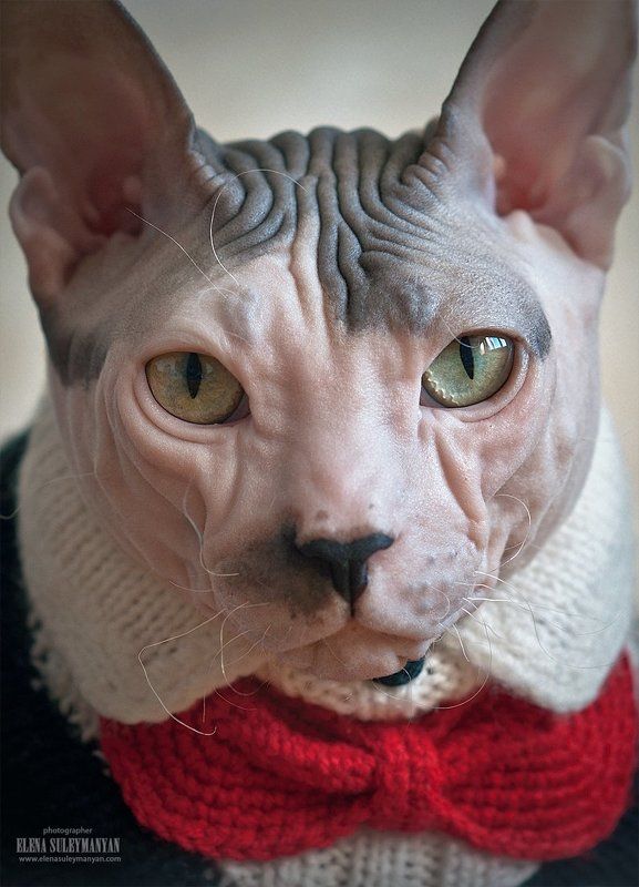 Я слежу за тобой...)) фото превью