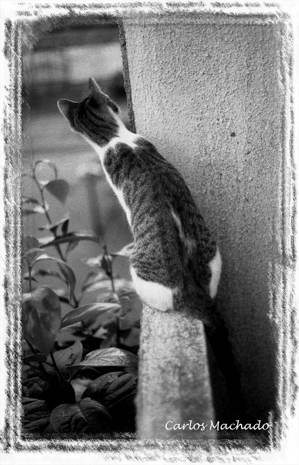 animals, urban, black & white,, Carlos Machado