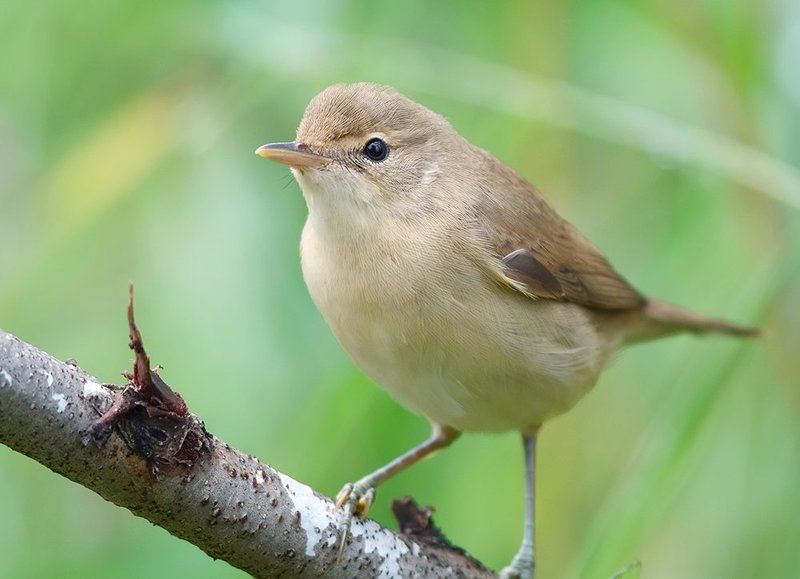 *** фото превью
