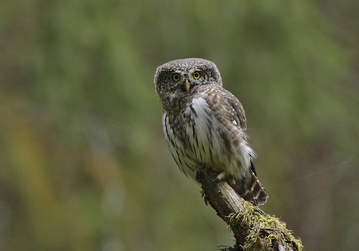 , Юрий Андреев