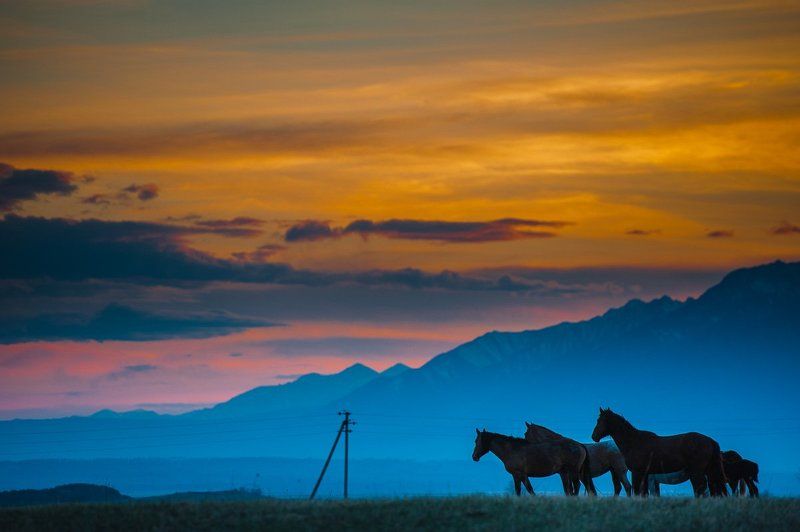 закат, рассвет, саяны, горы, лошади, животные, табун Лошади на закате фото превью