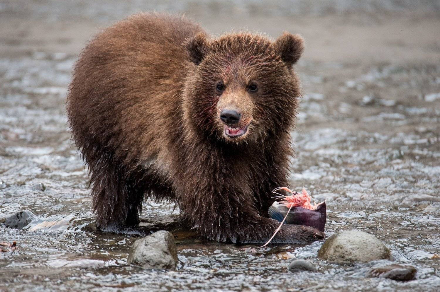 медведь, нерка, камчатка, курильское озеро, дикая природа, Igor Ivanko
