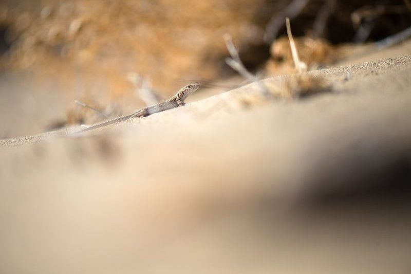 ящерица, пустыня, узбекистан, ящурка, макро, дикая природа, nature, lizard, desert, wildlife, macro, uzbecistan, eremias Сапсан фото превью