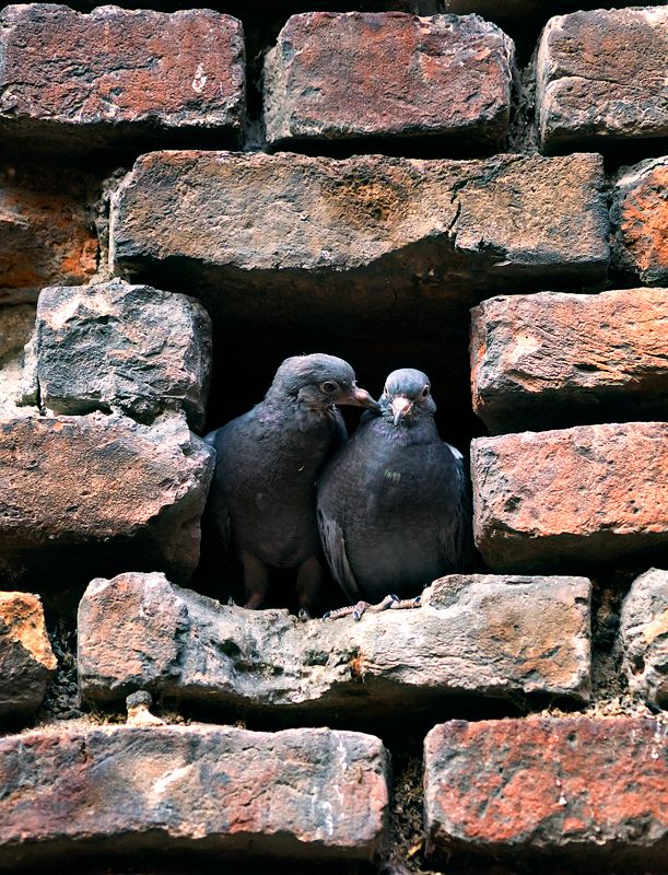 Голуби Любовь и голуби фото превью