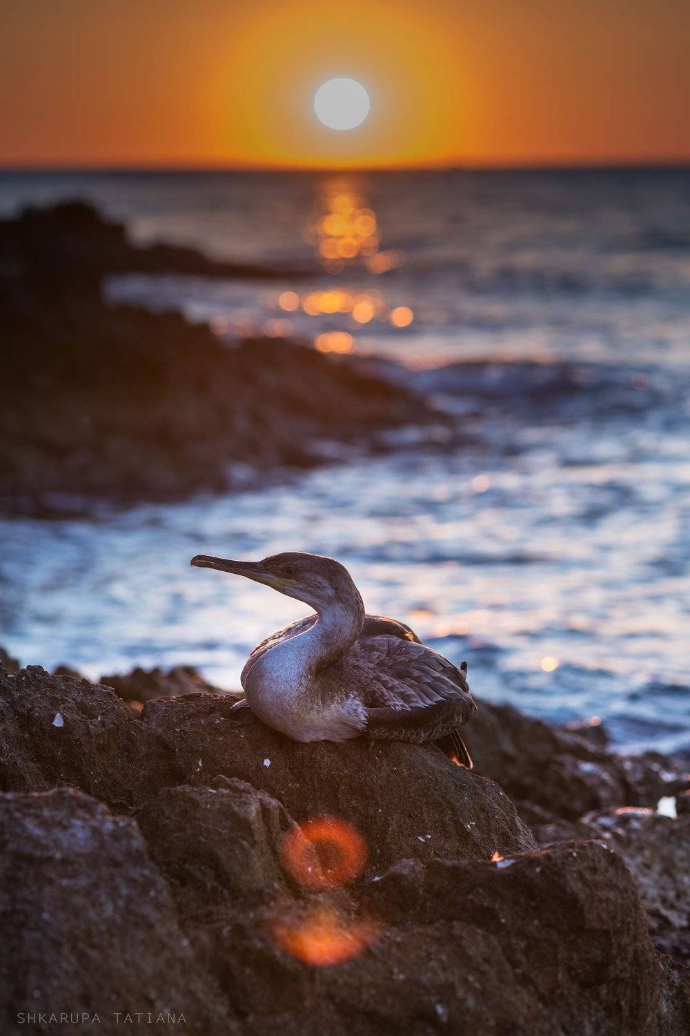 баклан, птицы, закат, море, Татьяна Шкарупа