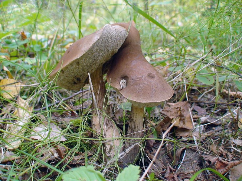 грибы, подберезовики, белые, пождосиновики, Апофеоз любви фото превью