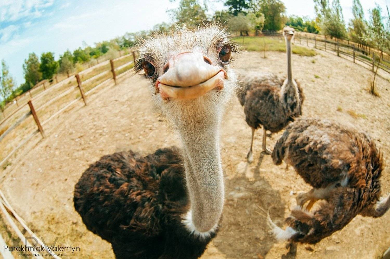 .макро, Страус, Фиш ай, PV