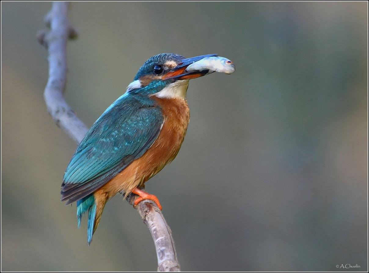 Птицазимородок, Рыболов, Александр Чувилин