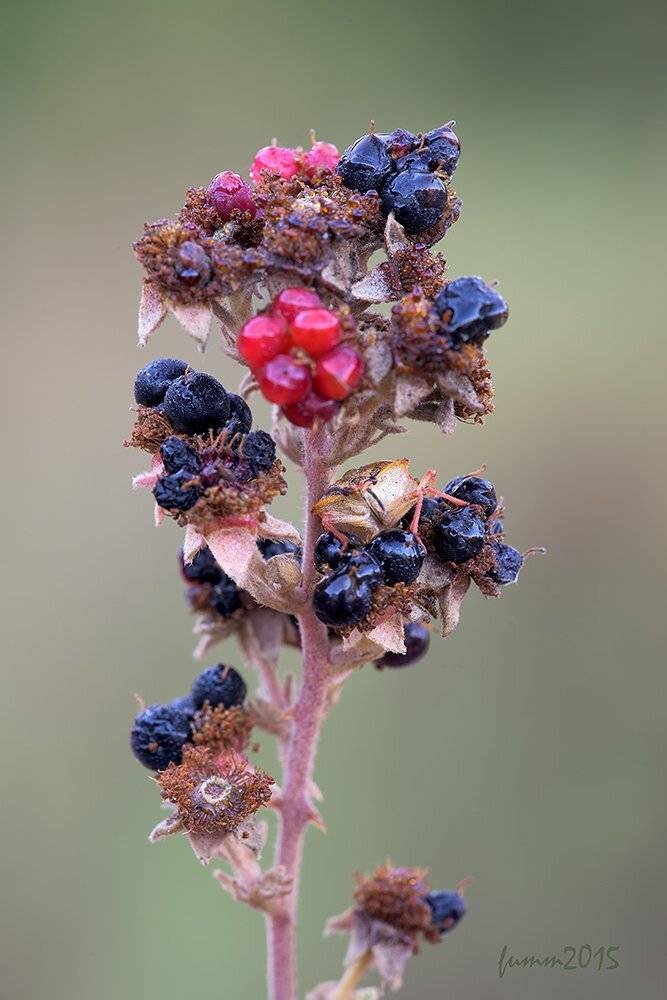 , Игорь ФУММ