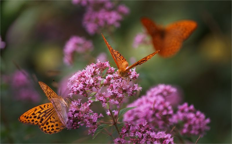в ароматном лугу... фото превью