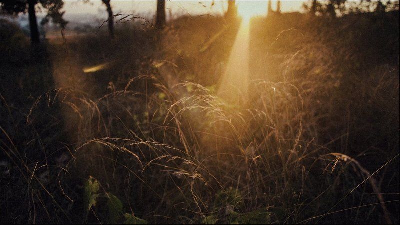 Лес, Природа, Рассвет Прячется солнце в зарослях до поры фото превью