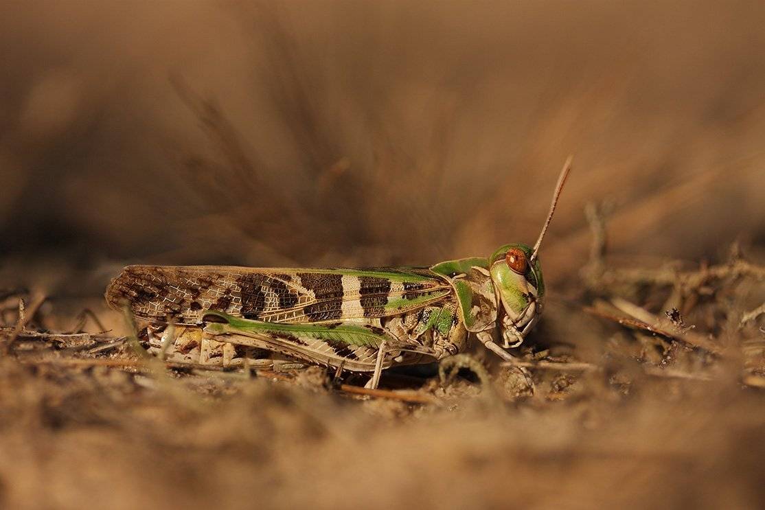 Кобылка, Роман Рысь