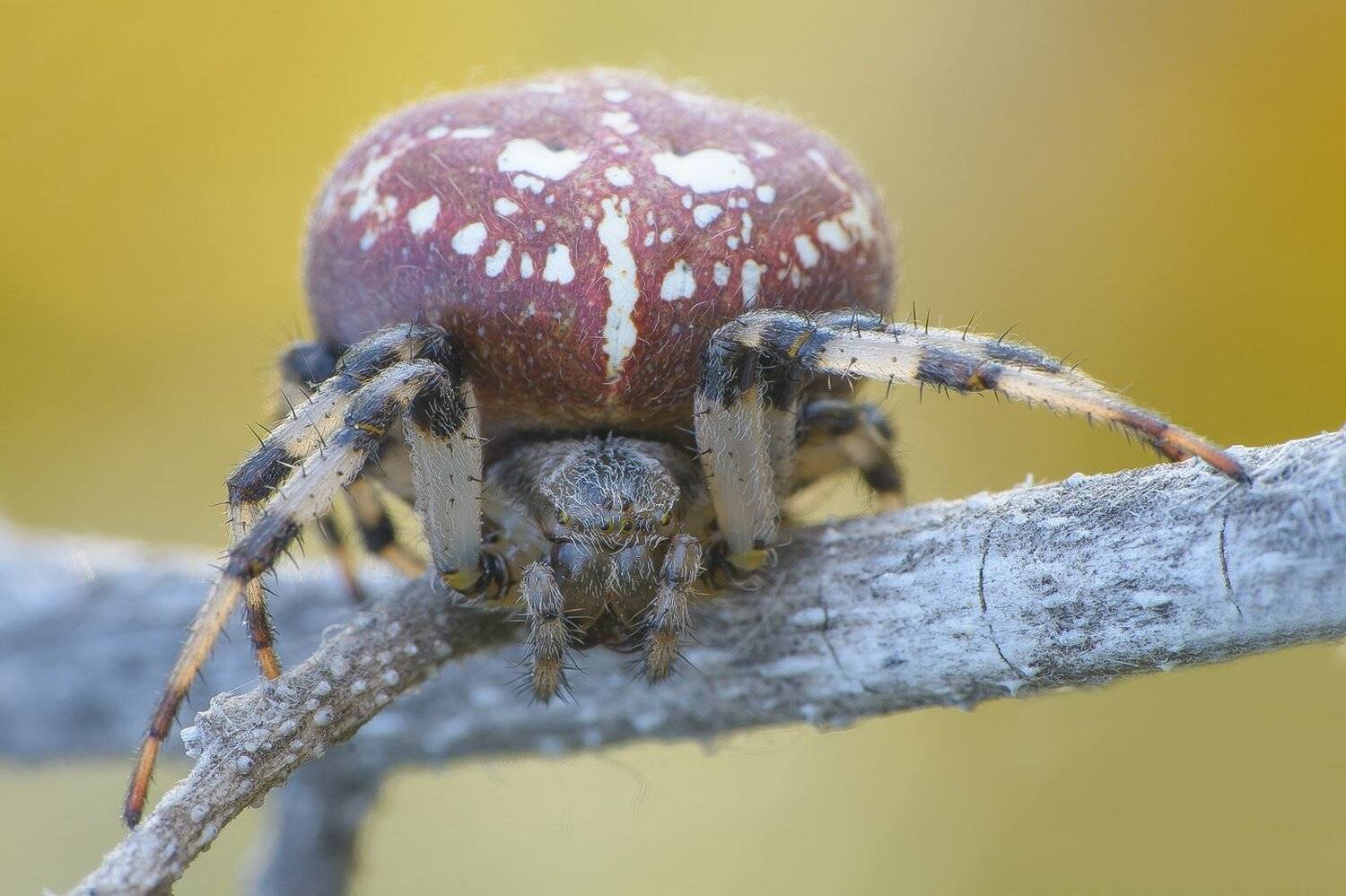 , Кузнецов Дмитрий