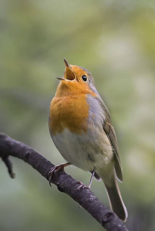 зарянка, Наталья