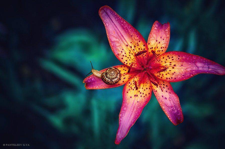 , Пантелеев Илья